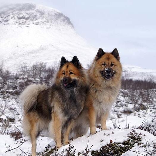 Eurasier Dog Breed Information Purina UK